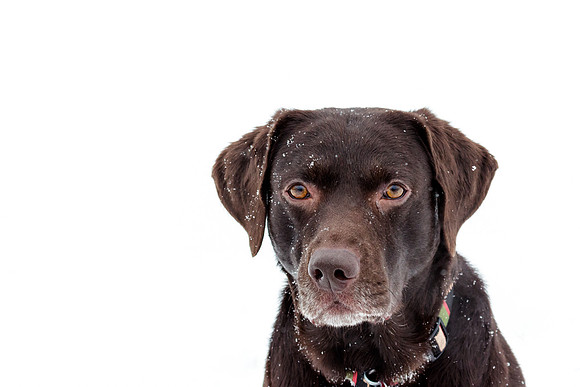 150328_Chocolate Lab Portrait - Landscape_CO1A1708