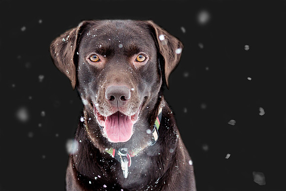 150328_Chocolate Lab Portrait In Black_CO1A1697-Edit