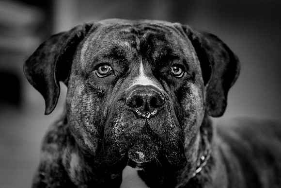150703_Chubs_CO1A8511-Edit